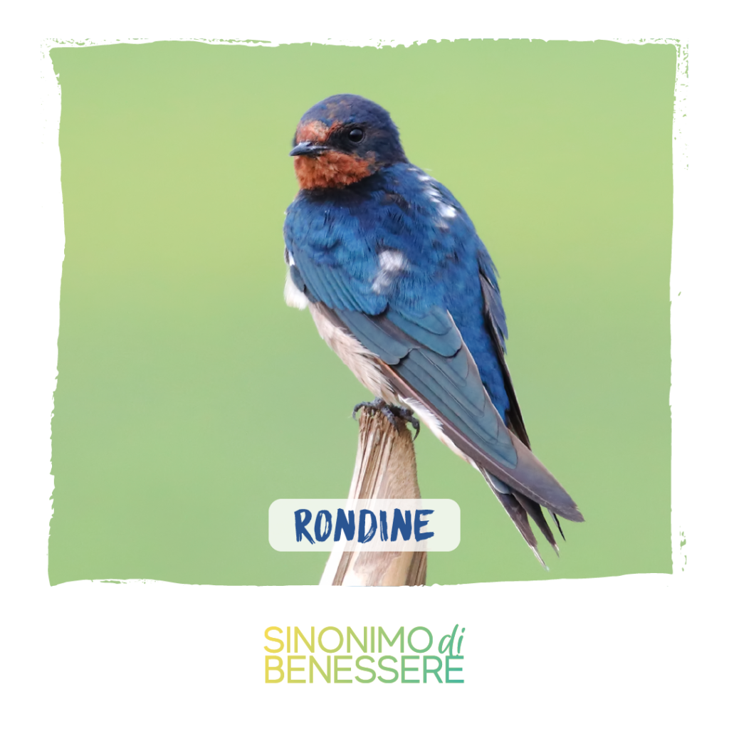 Rondine_uccelli_migratori